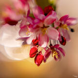 Cherry Blossoms No 2