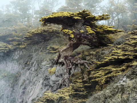 A 200-year-old Monterey cypress tree holds fast to a cliff overhanging the Pacific Ocean. The tree is gnarled like a giant bonsai.
