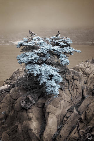 Several large brown pelicans roost in an ancient, scraggly cypress tree atop a rocky oceanside cliff on a foggy day.