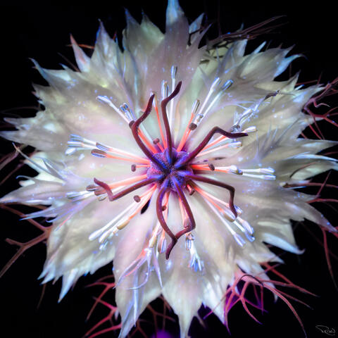 Night Blooms: A Collection of Ultra-Ultraviolet Botanical Portraits
