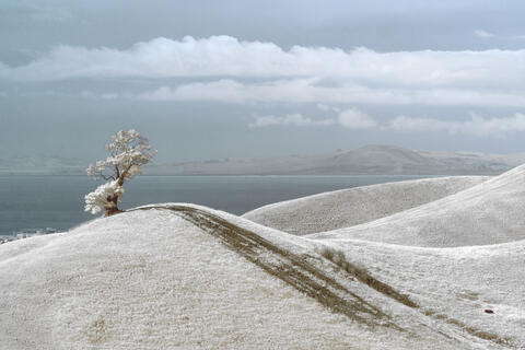 A lone oak tree atop a grassy knoll casts a long shadow, against the backdrop of the San Francisco Bay.