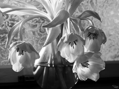 A black-and-white bouquet of gracefully swooping tulips is illuminated by afternoon sun beside an antique textured glass window.