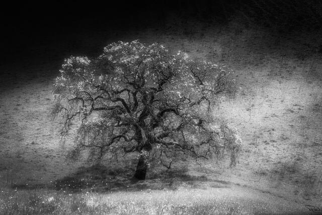 A sprawling oak tree glitters with the first spring foliage under a moonlit night sky.