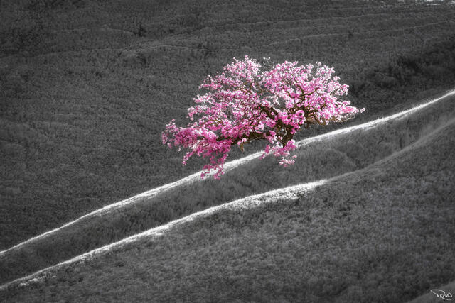 An oak tree with fuchsia foliage lit by the late day sun stands in contrast with deeply shadowed black-and-white hills.
