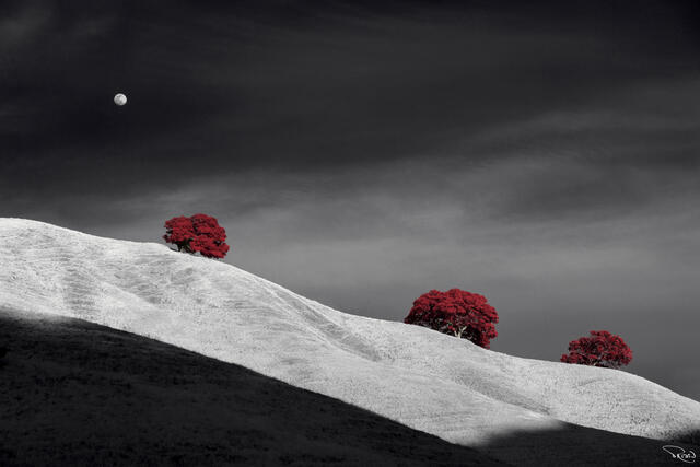 A full moon rises over three red oak trees atop a diagonal rideline in late-day shadow.