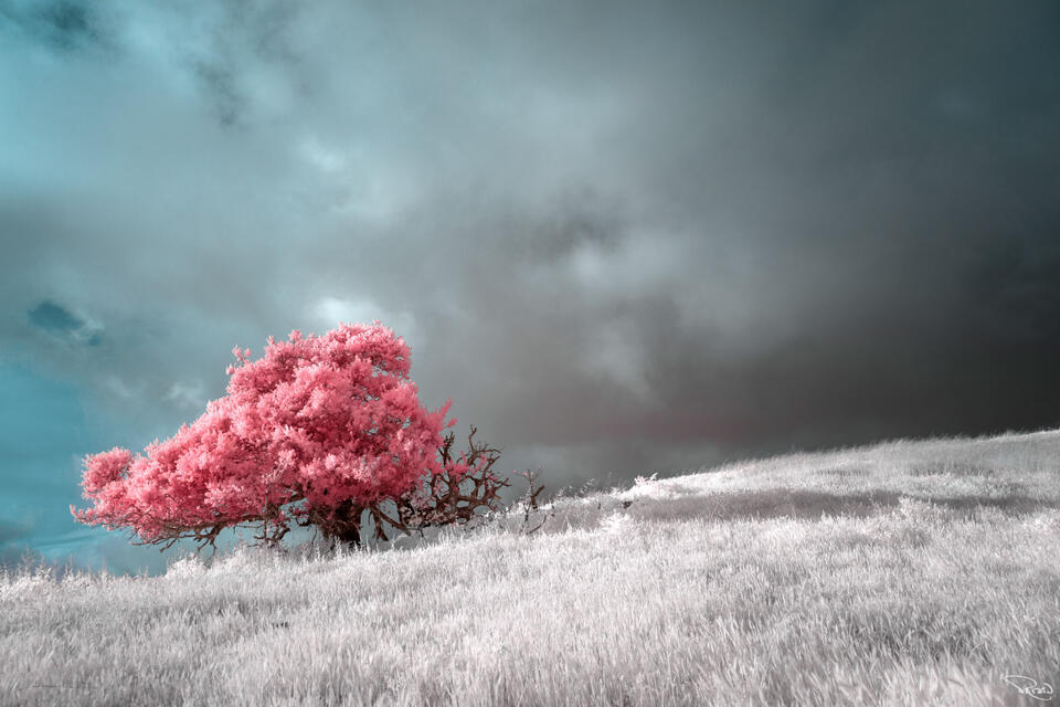 A lone pink tree is illuminated by a ray of sun while dark storm clouds gather over a silver prairie.
