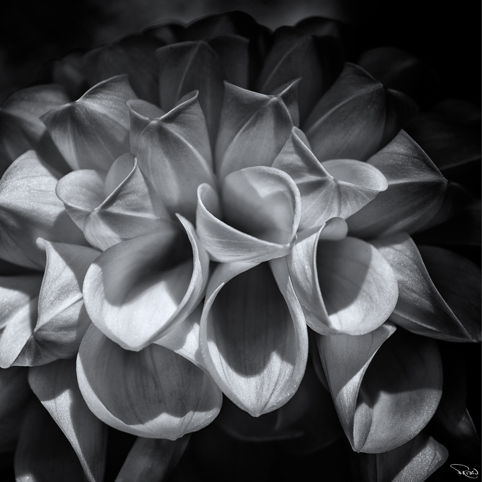 The glorious dahlia displays an infinite swirl of perfect petals.
