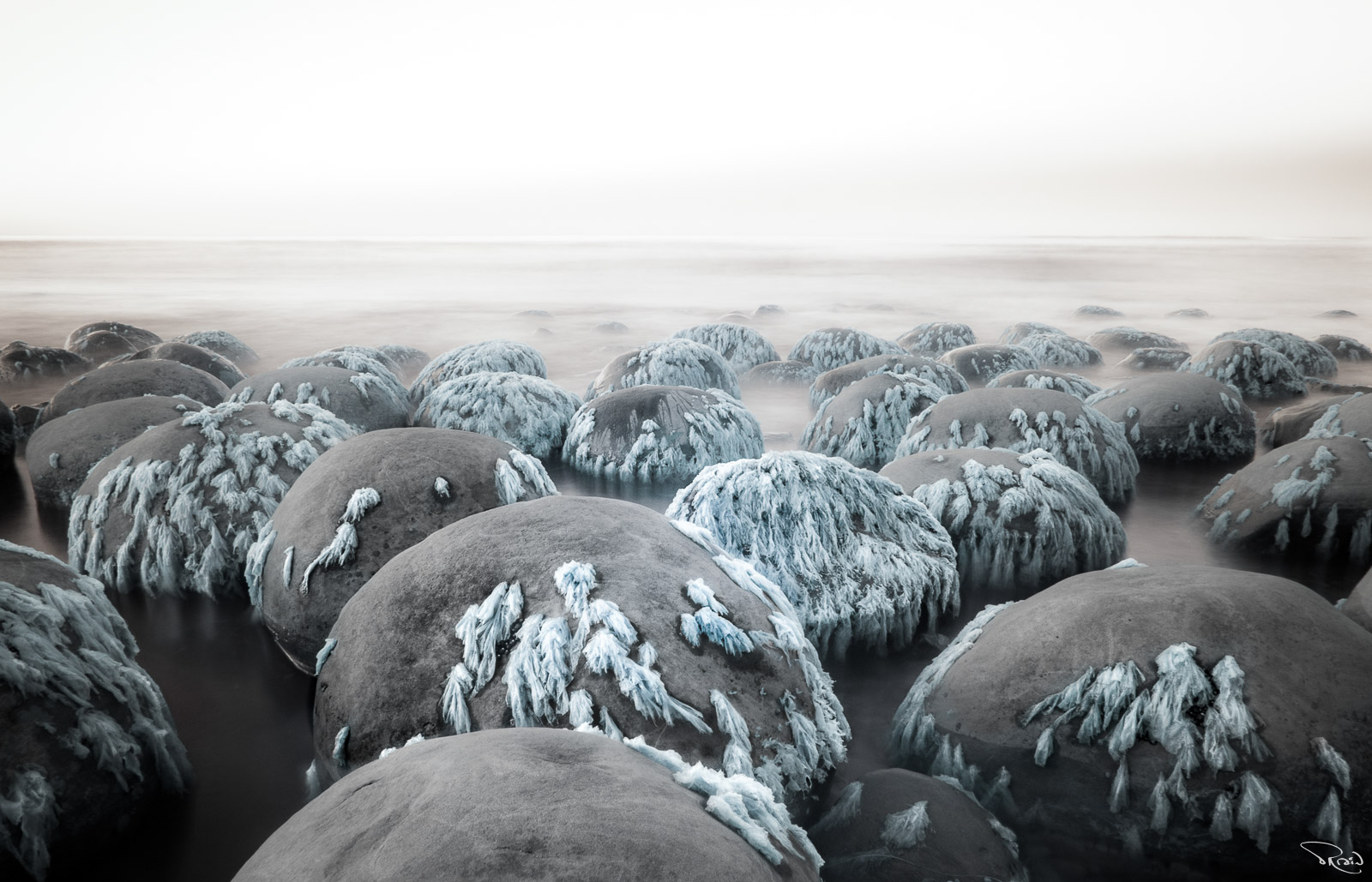 A misty, foggy shoreline is crowded with round, seaweed-covered rocks. 