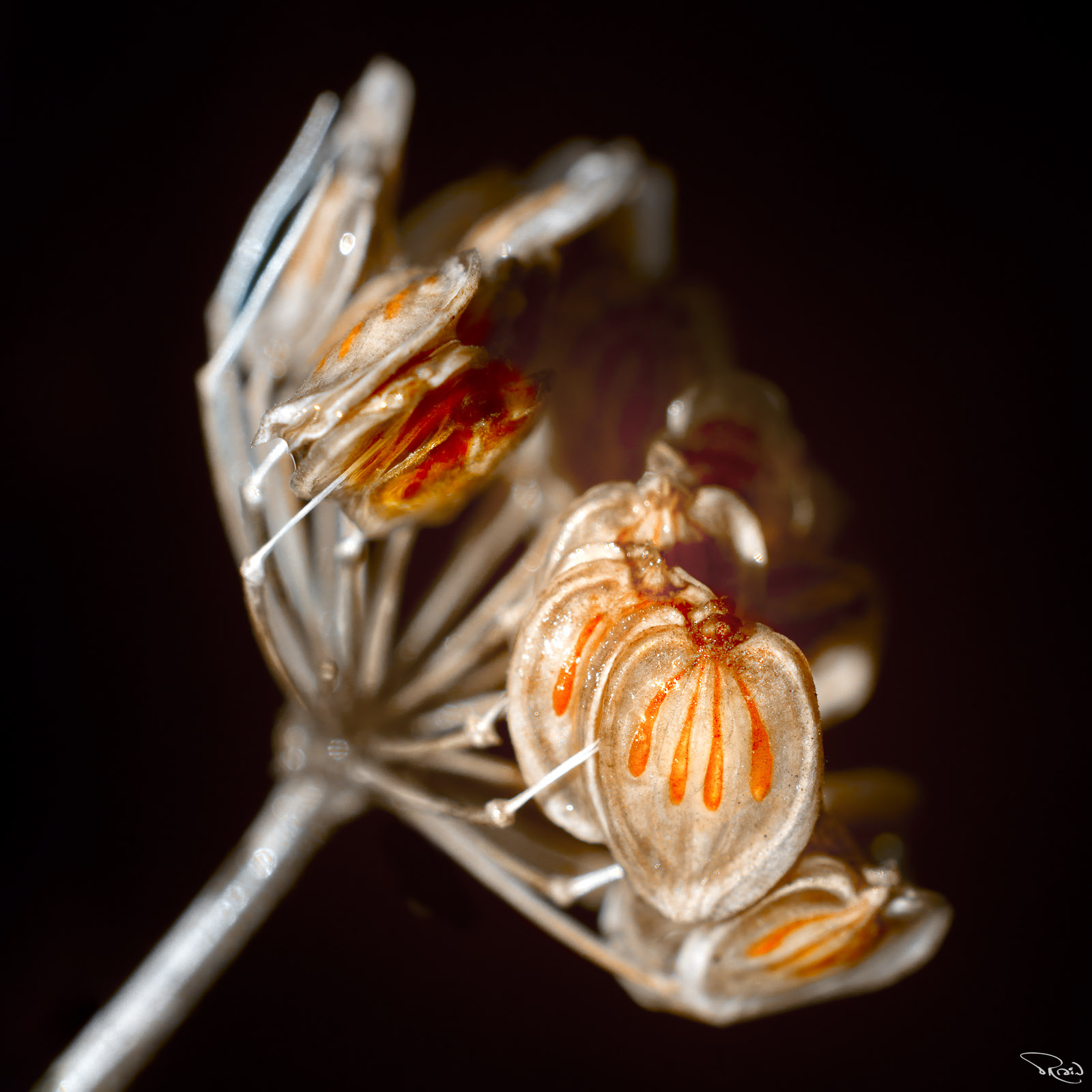 An macro image of an umbellet of fennel seeds, transparent from the morning rainstorm, shows off its colorful internal structures.  