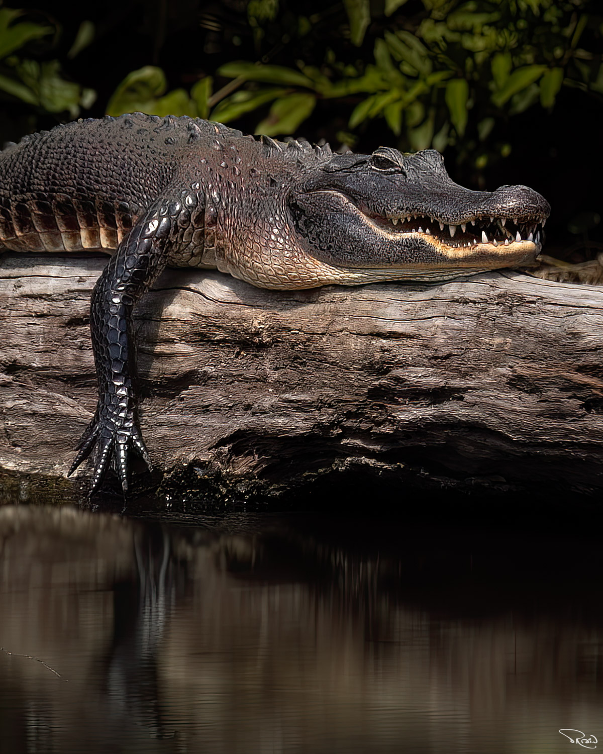 An alligator shows off its pearly white grin while draping itself over a log on the river.