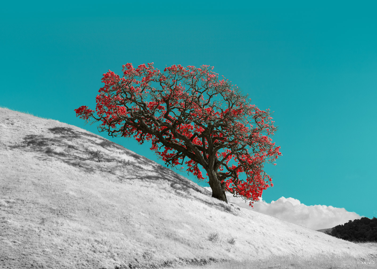 A bright red oak tree spreads its branches parallel to the steep hill on which it lives. The grass is snow white and the sky is electric blue.