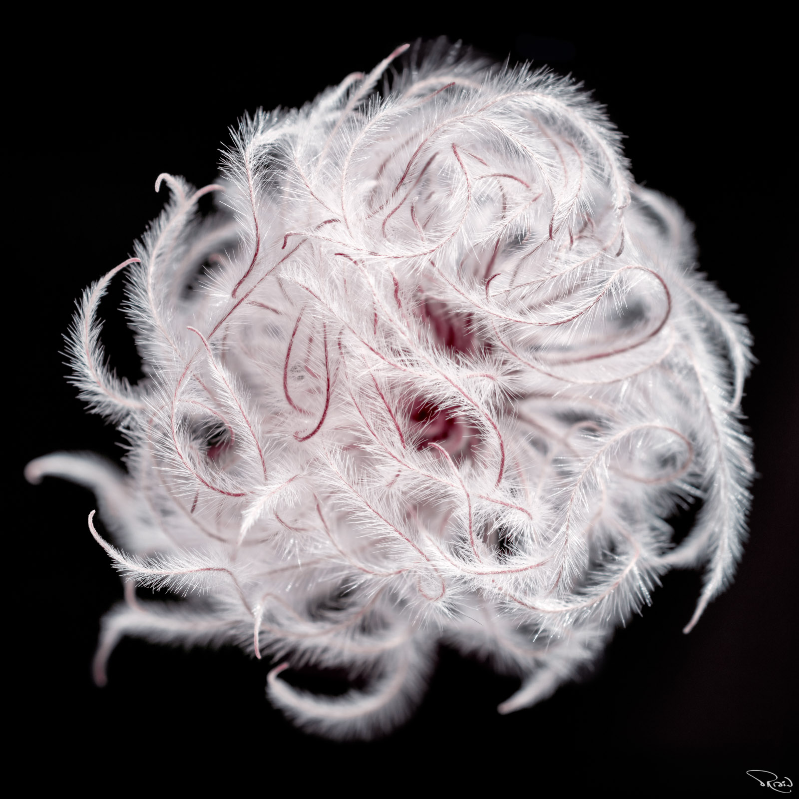 A super close up image of a fluffy dried clematis seed looks like swirling miniature feathers.