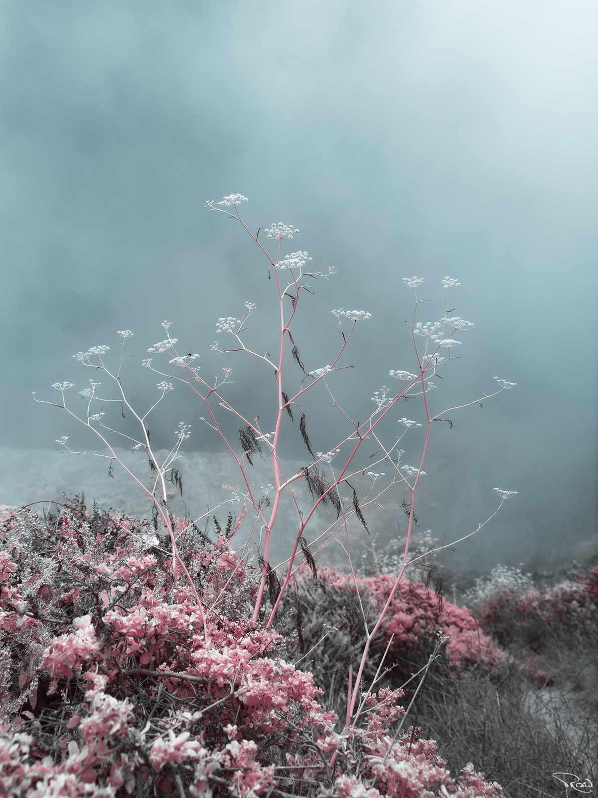 Puffs of bluish fog envelop delicate stalks of wild Queen Anne's Lace on a rugged coastal cliff in Marin County, California. 