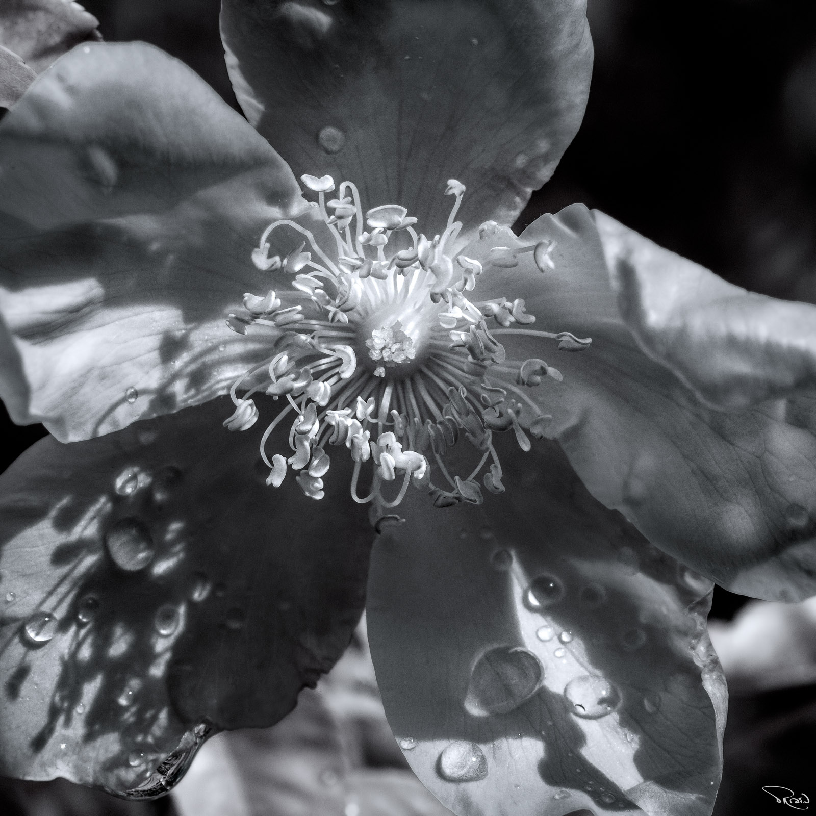 A black-and-white macro image of a single-petal rose shows a detailed view of sunlit raindrops on a delicate blossom.