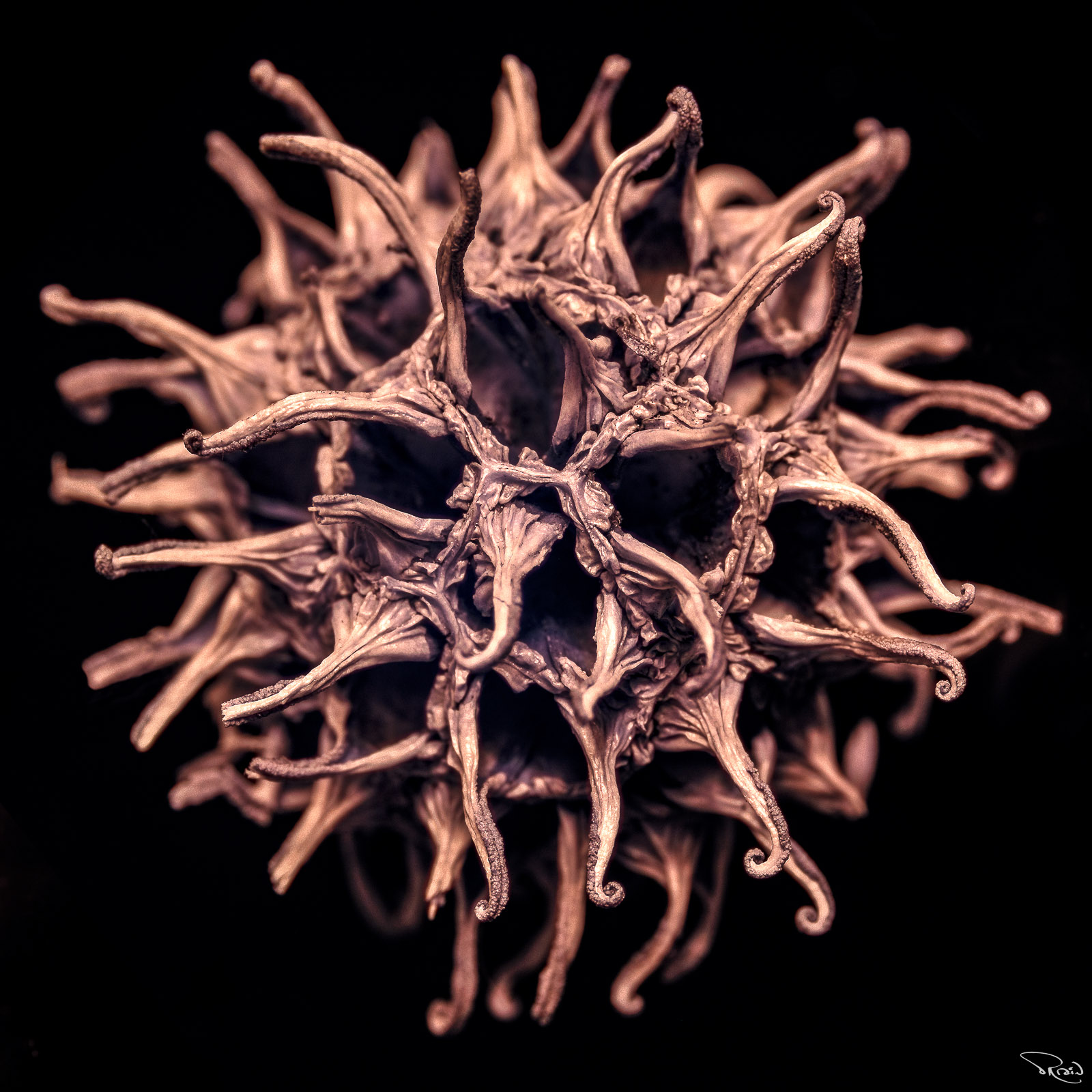 A very close up, detailed look at a sweetgum seed pod reveals tentacle-like spines and a network of open compartments. 