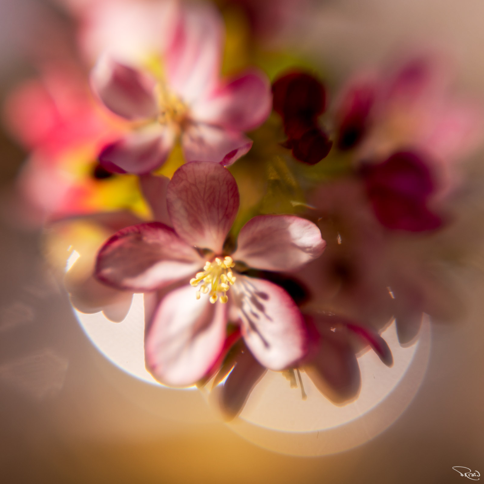 A stylized, slightly abstract portrayal of springtime cherry blossoms