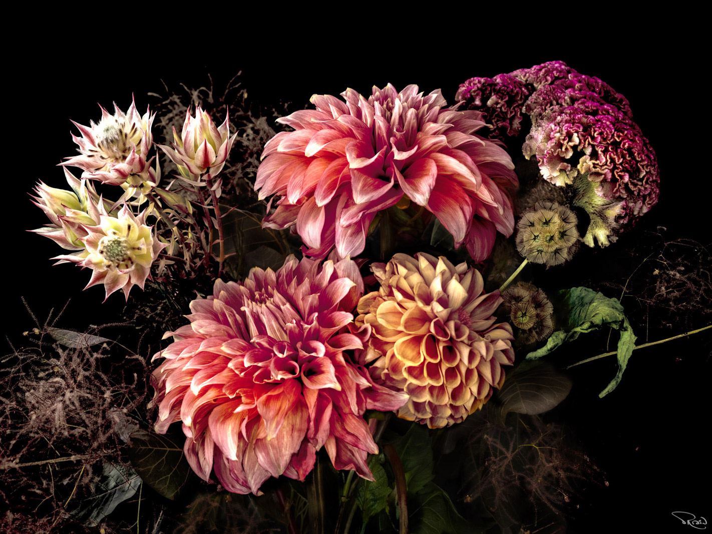 A bouquet of dahlias, protea and scabiosa pods bursts with color from within deep shadows.