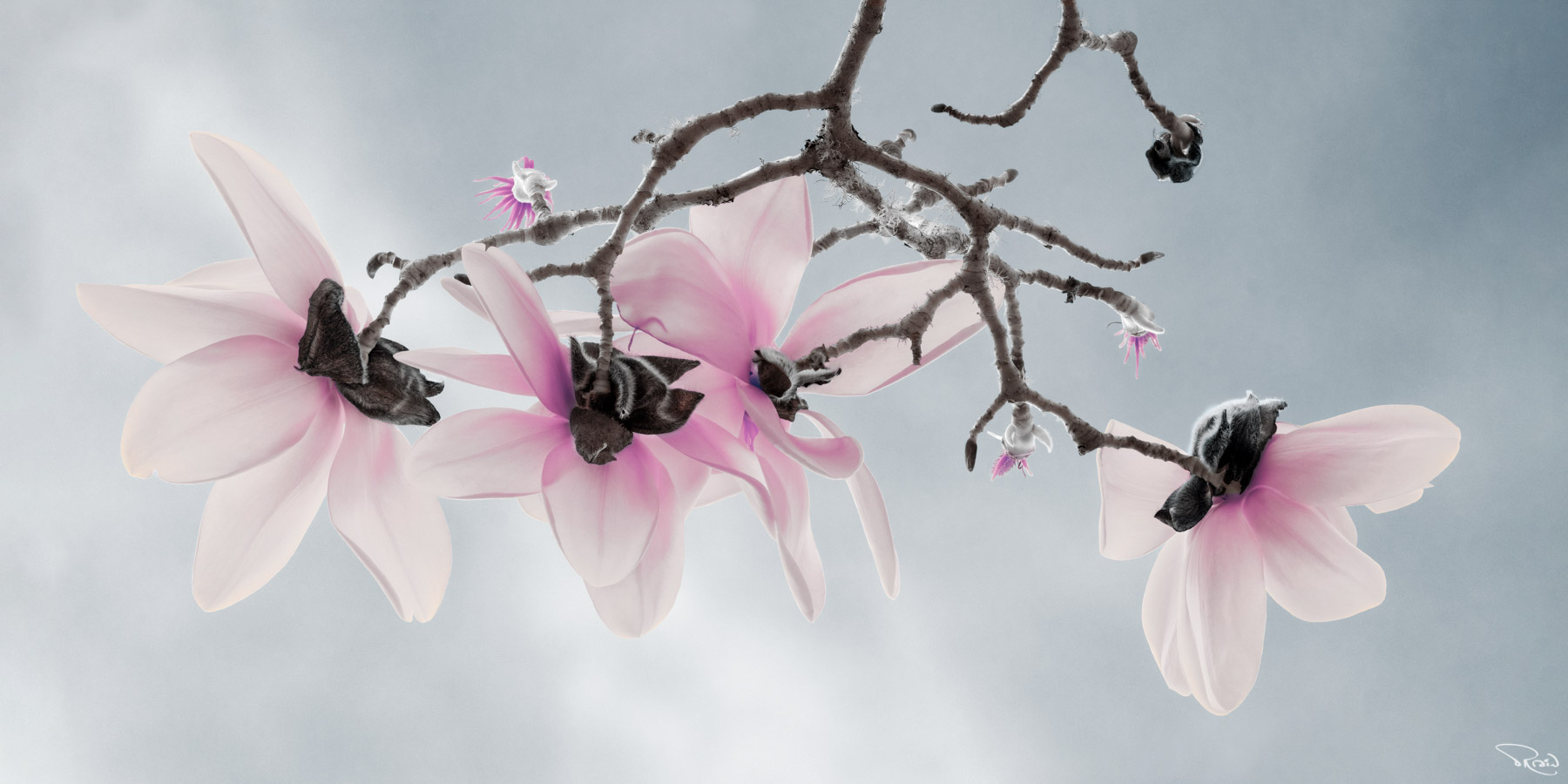 A branch of pink-tinged cup-and-saucer magnolias sways overhead against a softly clouded blue sky.