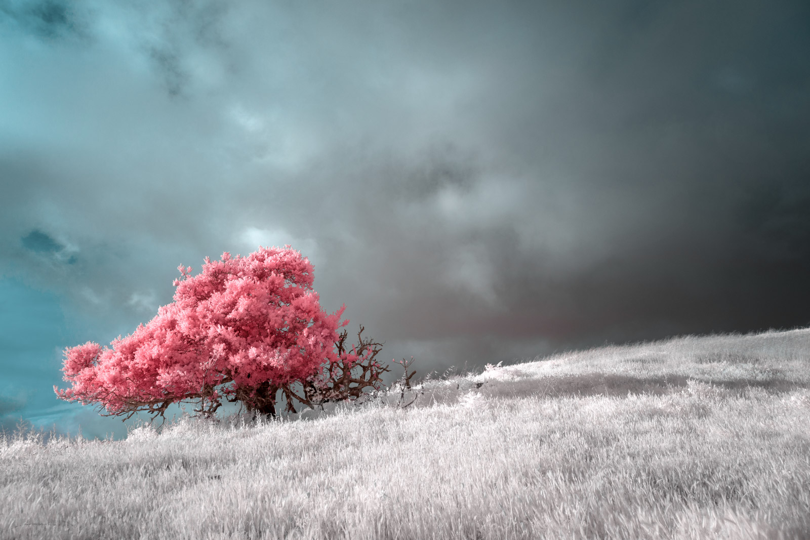 A pink tree and silver grass catch the light beneath a passing storm cloud.