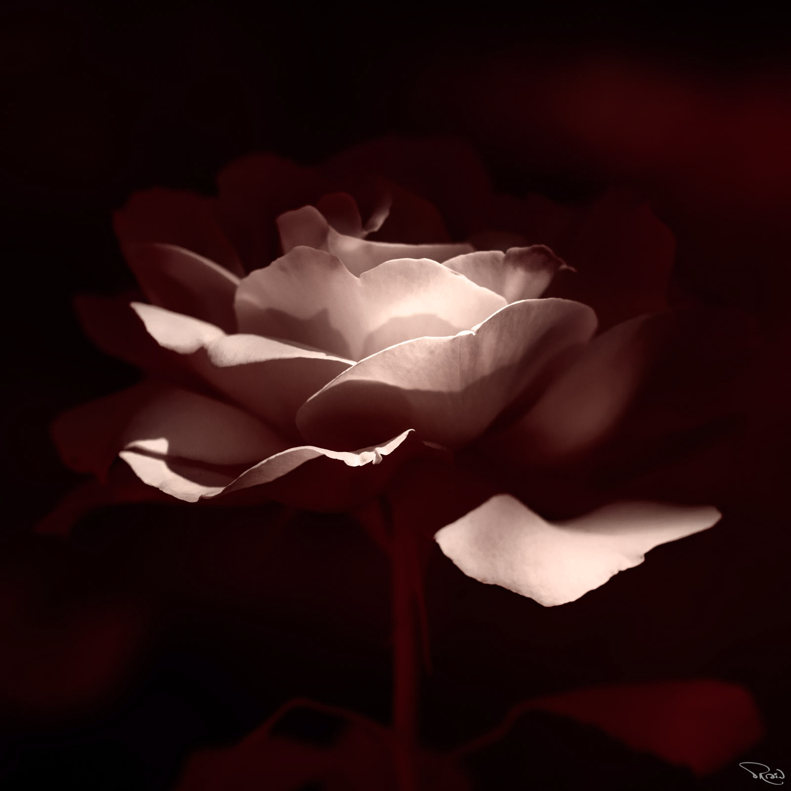 A delicately colored rose in full bloom is partially revealed by a ray of light against a dark background.